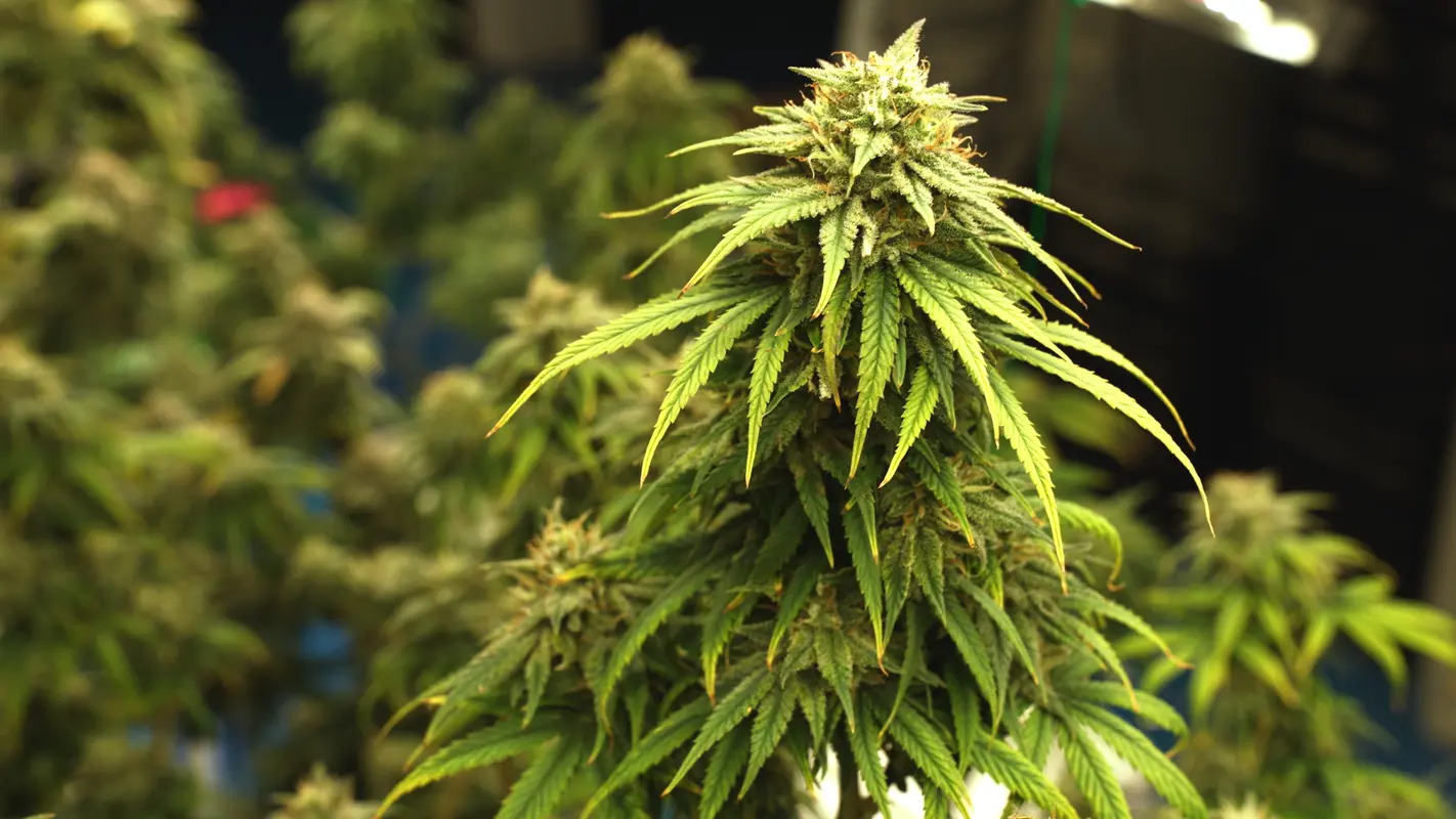Close-up of premium New York grown cannabis flower used in high-quality edibles