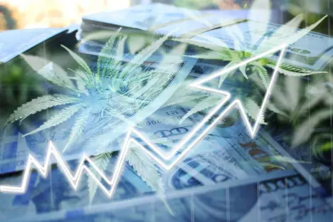 A white line graph pointing upward overlaid on a background of green cannabis leaves and stacks of hundred-dollar bills.