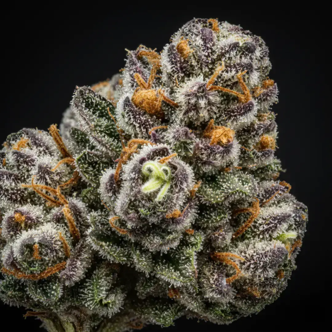 a perfectly trimmed, vibrant, and trichome-rich cannabis bud