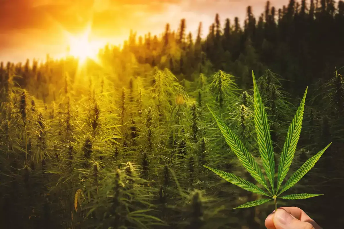 High quality cannabis flower used in pre-rolls